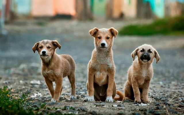 Animais Exóticos