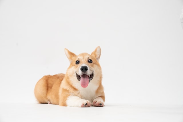 Conheça A Personalidade De Raças Famosas De Cães De Guarda